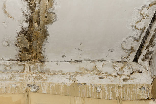 Forensic Mold Investigation in Elizabethville, PA